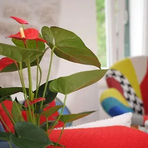  Apartment Kogo